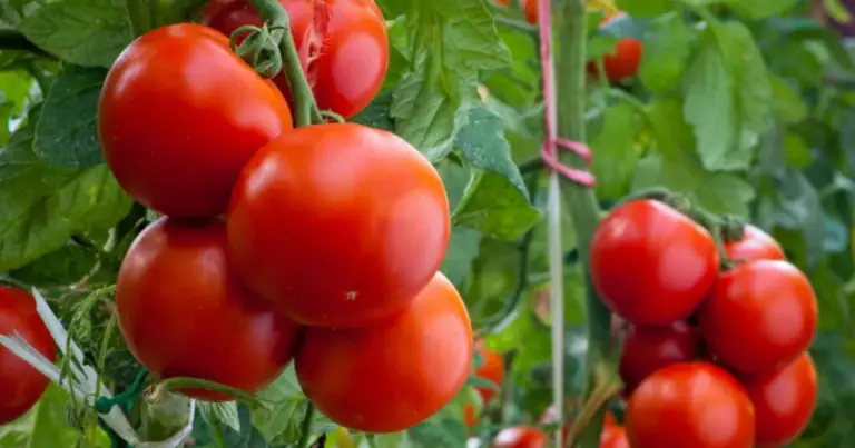 Cómo cultivar tomates en un barril de plástico y lograr cosechas abundantes