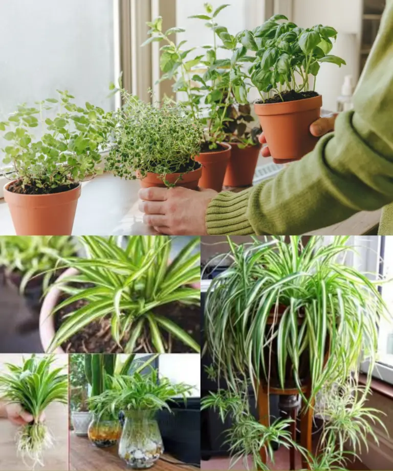 Cómo cultivar una falange florífera y aromática en casa