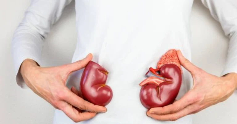 Cuidar los riñones cada día: hábitos simples para una salud renal duradera