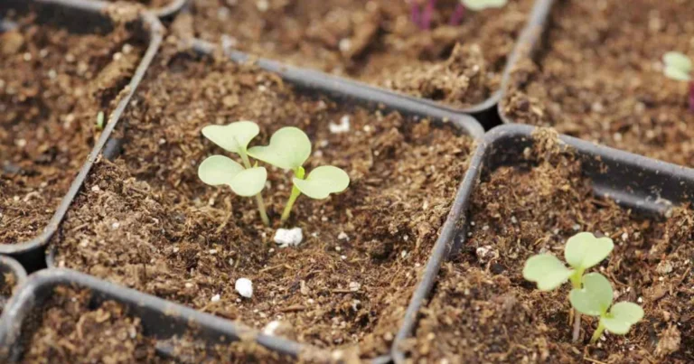 Qué plantar en enero: guía práctica para empezar el huerto con buen pie
