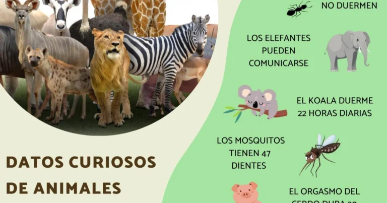Comportamientos sorprendentes de los animales en la naturaleza