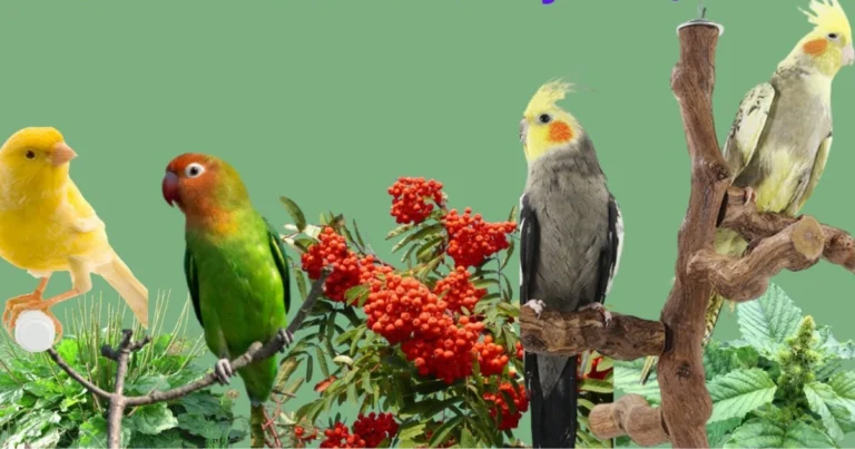 Plantas para alimentar a los pájaros: cómo crear un jardín lleno de vida todo el año