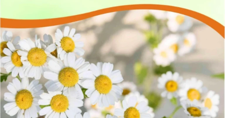 Manzanilla romana como césped: la alternativa natural, aromática y sostenible