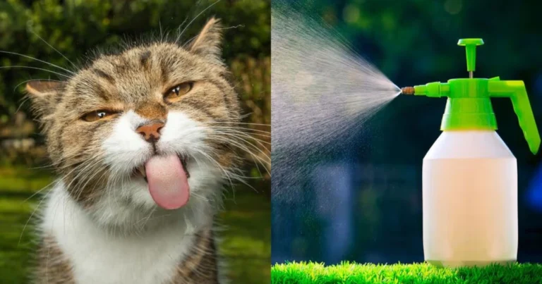 Spray casero para evitar que perros y gatos orinen siempre en el mismo lugar