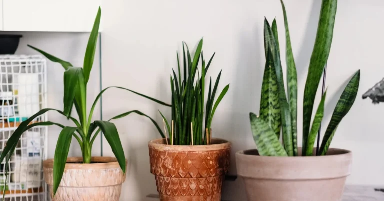 Plantas protectoras: sansevierias y su simbolismo de buena energía en el hogar