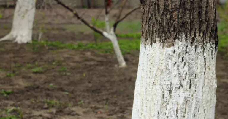 Blanquear árboles frutales correctamente: guía práctica para proteger troncos y mejorar la salud del huerto