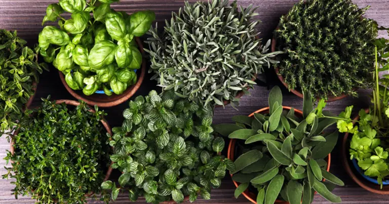 Ideas prácticas para cultivar hierbas aromáticas en casa de forma sencilla