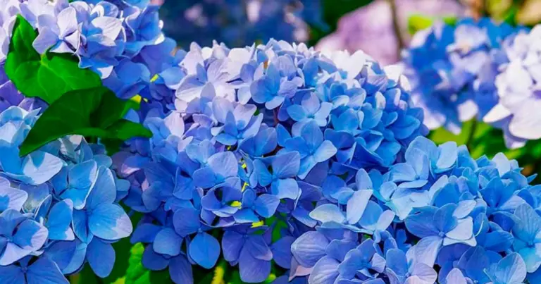 Cómo reproducir hortensias desde la base: guía completa y práctica