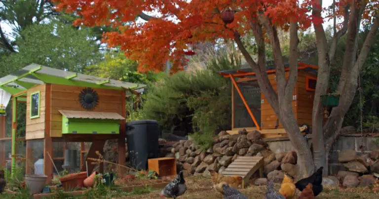 Guía completa para construir un gallinero calefaccionado e inteligente con huerto sostenible
