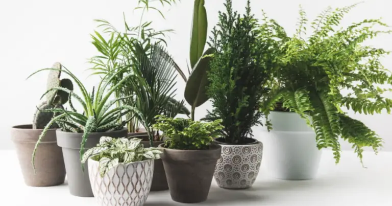 Planta purificadora de aire para el hogar: cómo cuidar la cinta o malamadre y mantenerla siempre bonita