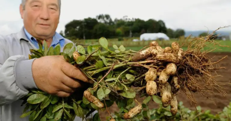 Alimentos que crecen bajo tierra: cómo se desarrollan cacahuate, jengibre y ajo (y qué necesita el suelo para una buena cosecha)