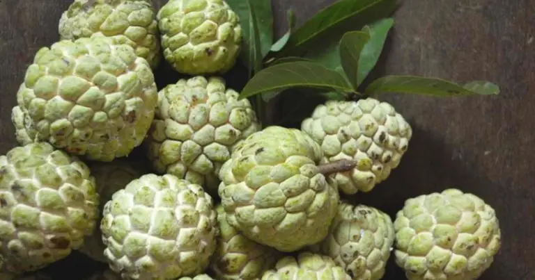 Cómo cultivar chirimoya desde semilla: guía completa para tener un árbol frutal en casa