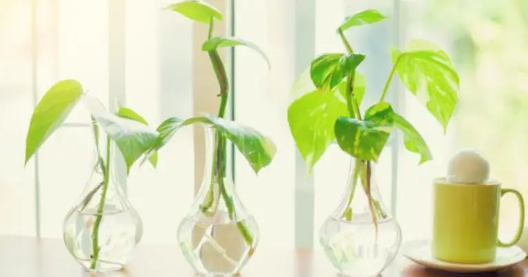 Plantas que crecen en agua: 15 opciones fáciles para decorar tu hogar sin tierra