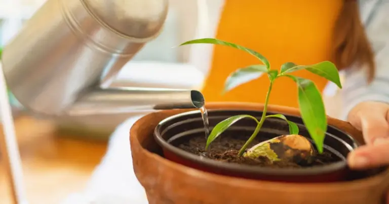 Cómo cultivar un árbol de mango en maceta: guía completa para germinar, cuidar y multiplicar tu planta en casa