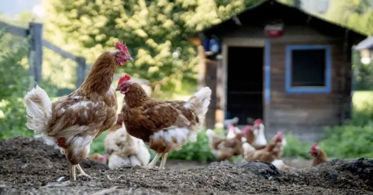 Gallinero rústico en casa: cómo diseñar un espacio seguro, práctico y cómodo para tus gallinas