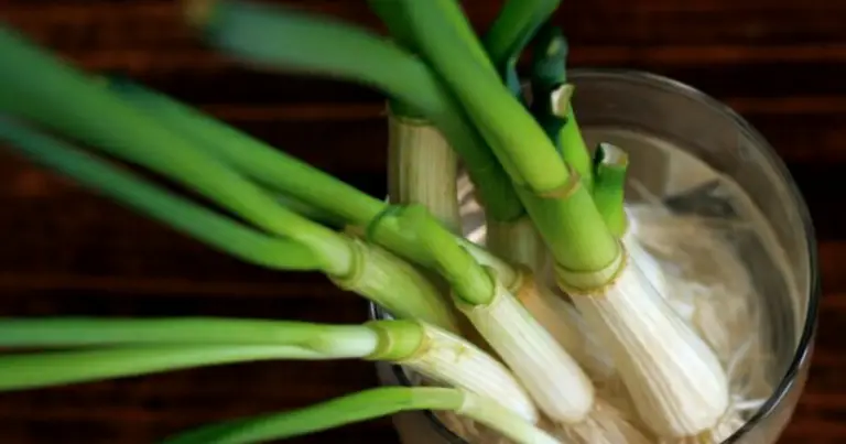 Cómo cultivar cebollín en casa: guía fácil para tener cebolla de verdeo fresca todo el año