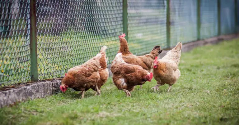 Gallinero pequeño y funcional: cómo crear un espacio cómodo, seguro y en armonía con la naturaleza