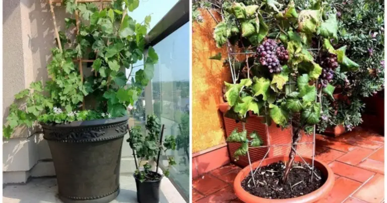 Cómo cultivar uvas en maceta: guía completa para tener una parra productiva en casa