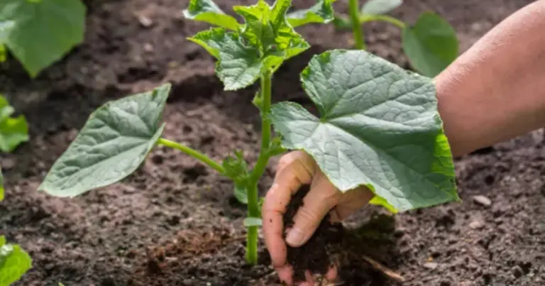 Cómo cultivar pepinos en casa desde una rodaja: guía práctica para aprovechar semillas y cosechar en poco espacio