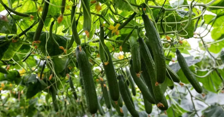 Cómo cultivar pepinos paso a paso: de la siembra a una cosecha abundante