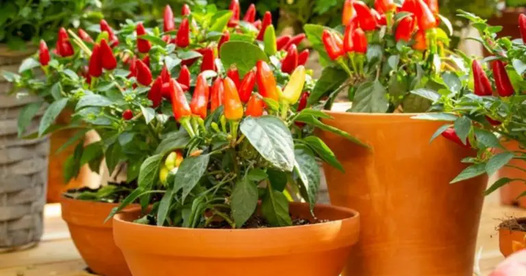 Cómo cultivar chiles en botellas colgantes: huerto vertical fácil, económico y productivo