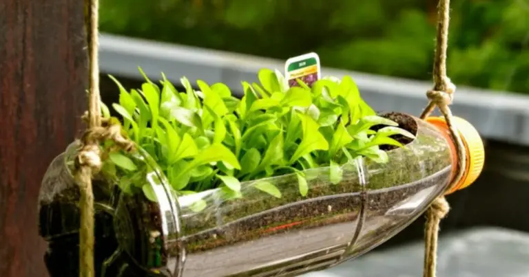 Cómo cultivar menta en botellas recicladas: jardín vertical fácil, económico y sostenible