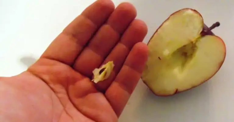 Cómo germinar semillas de manzana y cultivar un manzano en casa paso a paso