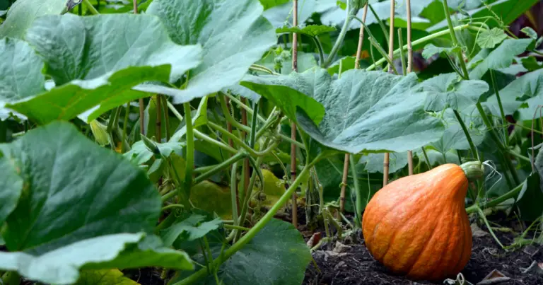 Cómo cultivar calabazas paso a paso: desde la semilla hasta la cosecha con soporte vertical