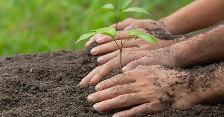 Cómo cultivar un árbol desde semilla en maceta: guía paso a paso para principiantes