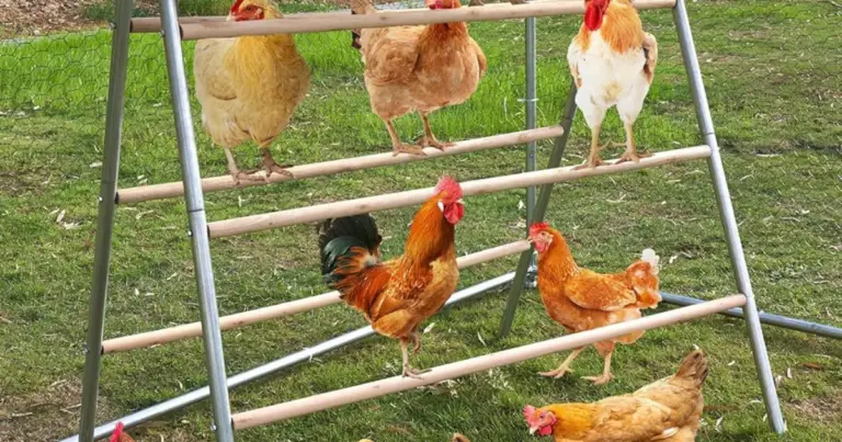 Perchas elevadas para gallinas: cómo mejorar el descanso, la limpieza y el bienestar del gallinero