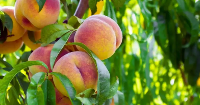 Cómo cultivar duraznos desde el hueso: guía completa para germinar, plantar y lograr un árbol frutal en casa