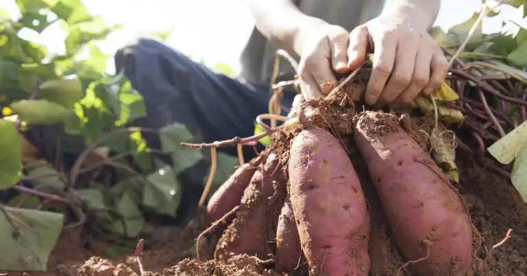 Cómo cultivar batatas en macetas y lograr una cosecha abundante en espacios pequeños