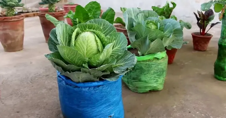 Cómo cultivar repollo en macetas recicladas: guía práctica para ahorrar espacio y cosechar col en casa