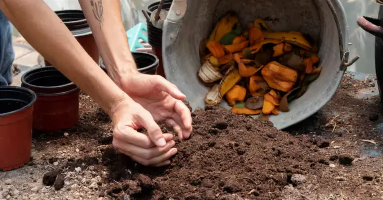 Cómo hacer abono natural para tomates: fertilizante casero, económico y muy eficaz