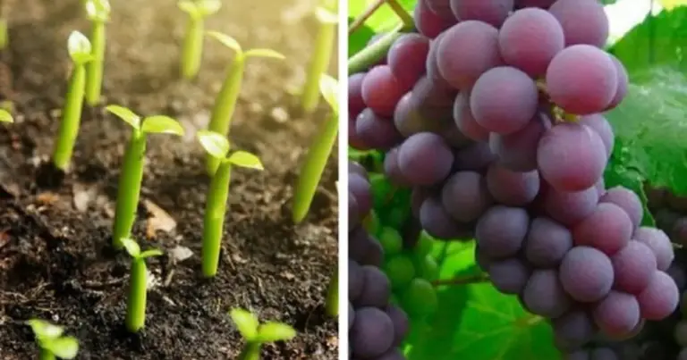 Cómo cultivar uvas a partir de semillas: guía completa para germinar y cuidar tu vid en casa
