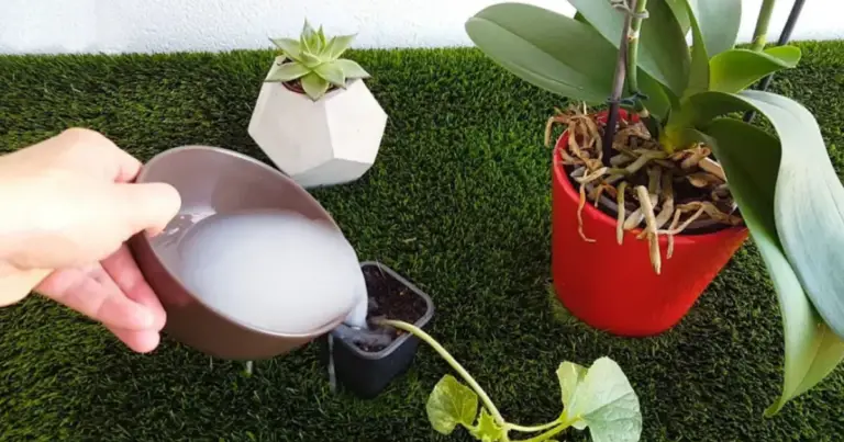Agua de arroz para plantas: el truco casero para flores más fuertes y vistosas