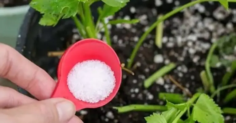 Usos del bicarbonato de sodio en el jardín: 10 trucos prácticos para plantas más sanas