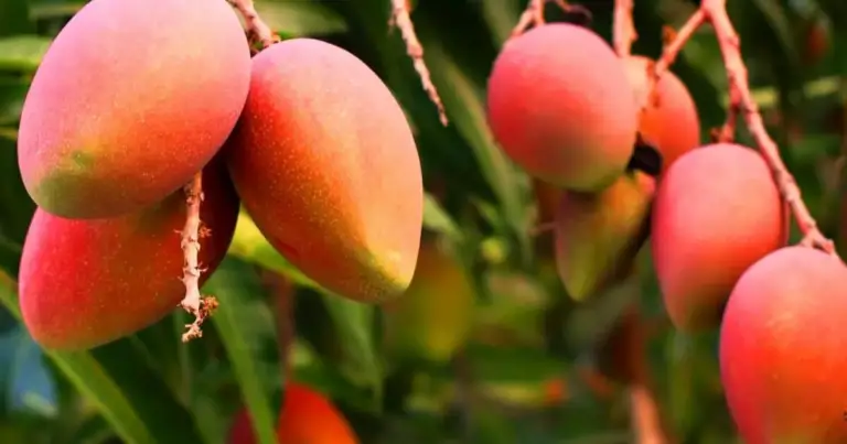 Cómo cultivar un mango usando sandía: guía práctica para aprovechar el espacio y mejorar el suelo