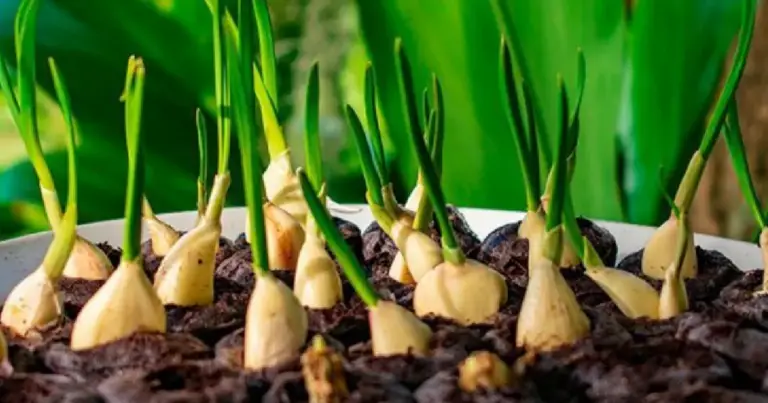 Cómo cultivar ajo en maceta usando clavo de olor: guía práctica para un mini huerto en casa