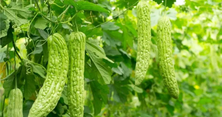 Cómo cultivar melón amargo en vertical: guía práctica para aprovechar poco espacio y cosechar mejor