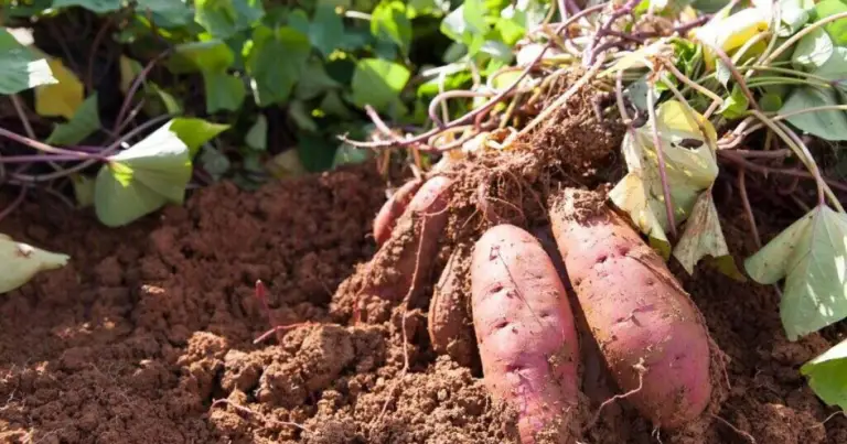 Cómo cultivar camotes en poco espacio: métodos verticales y en recipientes para una cosecha abundante