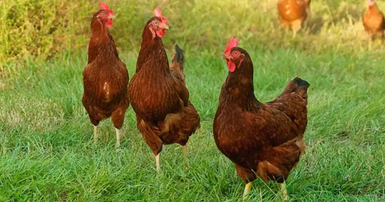 Las mejores razas de gallinas ponedoras para huevos todo el año: guía completa para elegir bien
