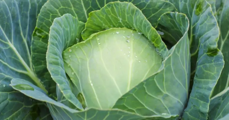 Cómo cultivar repollos en casa con materiales reciclados: guía práctica para espacios pequeños