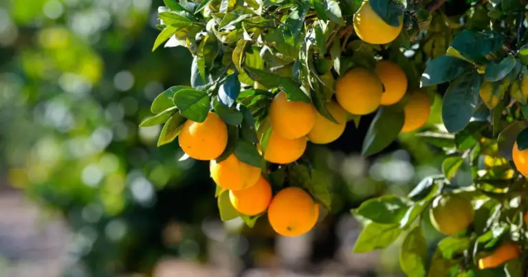 Árboles frutales ideales para plantar en otoño: opciones resistentes y poco valoradas