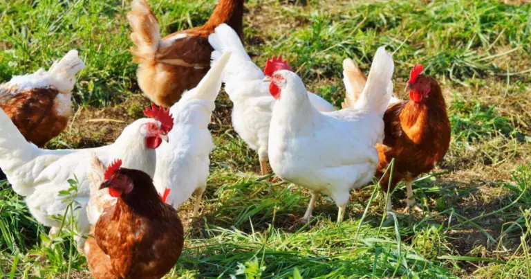 Curiosidades sobre las gallinas: inteligencia, emociones y datos científicos sorprendentes