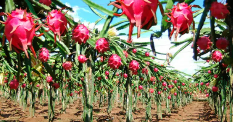 Cómo cultivar pitahaya en casa: guía completa desde la semilla hasta la cosecha