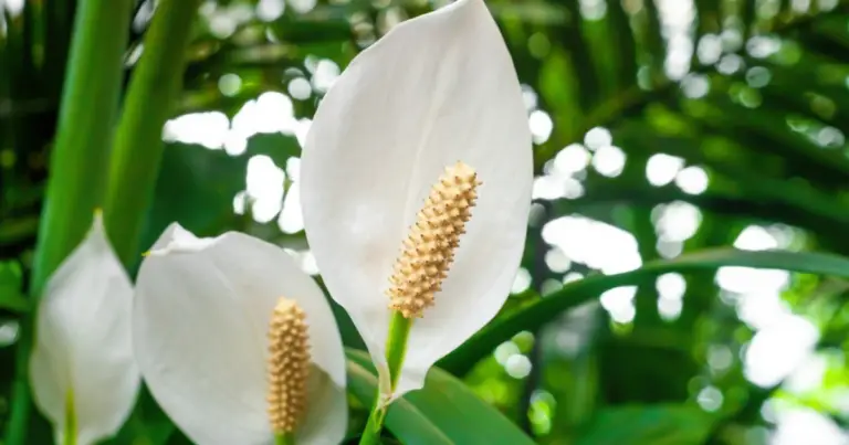 Compuesto natural con arroz para estimular y aumentar la floración de las plantas