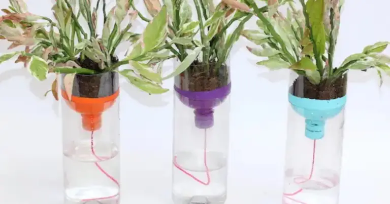 Cómo crear macetas autoirrigables en casa: guía completa y eficiente