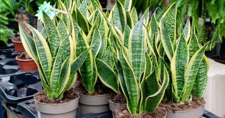 Todo lo que debes saber sobre la sansevieria y sus beneficios para el hogar