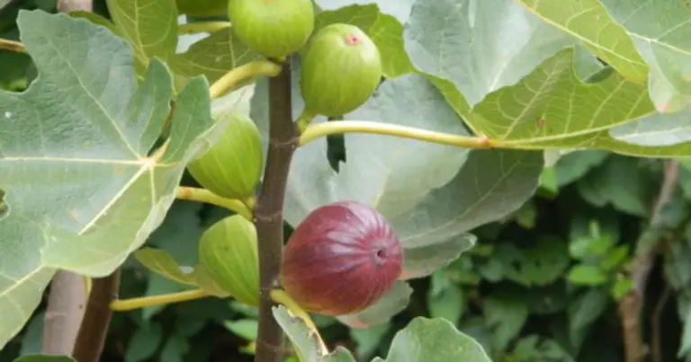 Cómo podar figueras correctamente para una cosecha abundante y saludable